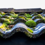 Moss Removal From Roofs: Call a Pro or Do It Yourself?