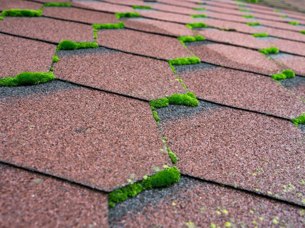 Moss on Your Asphalt Roof Shingles? Here’s How to Remove It