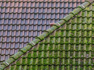 Moss on Your Asphalt Roof Shingles? Here’s How to Remove It